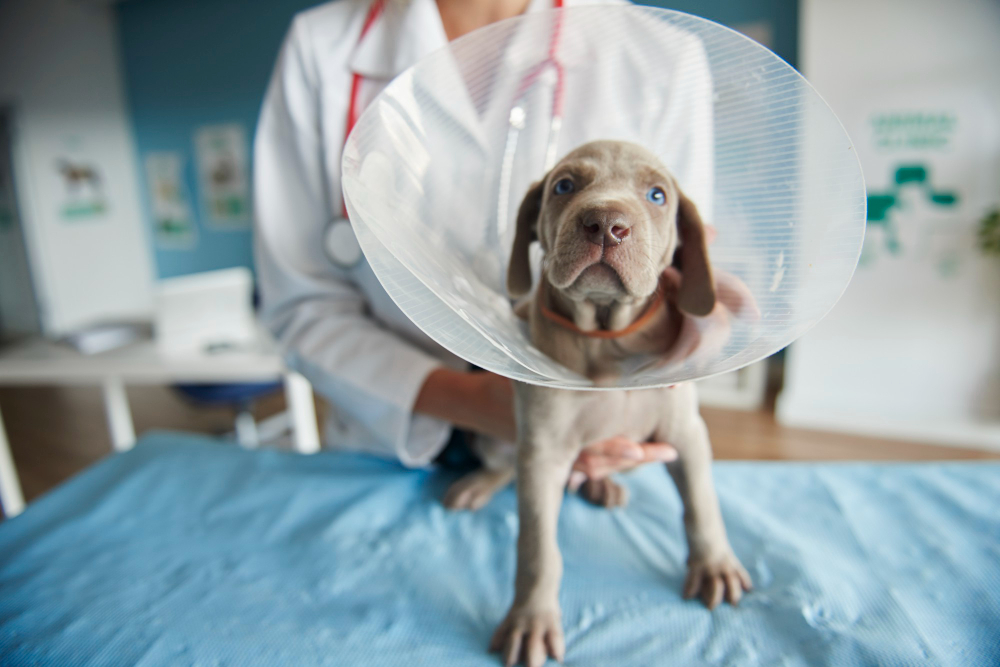 Specialized Surgery