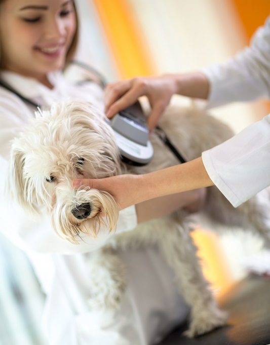 Microchipping in Melrose & Hawthorne