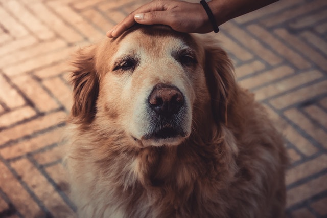 Hospice and Euthanasia Services